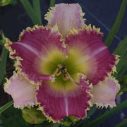 Pink Claw Daylily