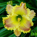 Pink Lemonade Blush Daylily