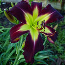 Pitch Black Dragon Daylily