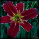 Pixie Knight Daylily 