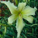 Polar Bear Express Daylily