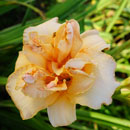 Pom Bay Double Daylily