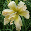 Powerpuff Girls Daylily