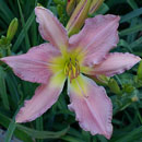 Pretty Desirable Daylily 