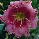 Psychic Trance Daylily