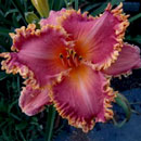 Pufferfish Daylily