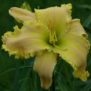 Puma Daylily