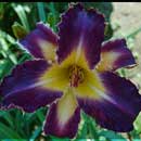 Purple Badger Daylily 