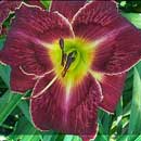 Purple Chameleon Daylily