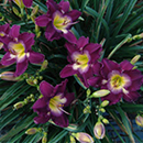 Purple Kaboom Daylily 