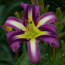 Purple Penguin Daylily