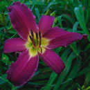 Purple Termite Daylily