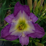 Purple-throated woodstar Daylily