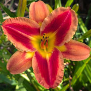 Quasar Dreaming Daylily