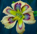 Rainbow-Flower