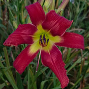 Ramjet Daylily