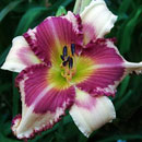 Raspberry Griffin Daylily