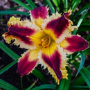 Razor Beast Daylily