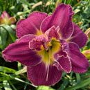 Reaching for Your Touch Daylily