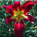 Red Kangaroo Daylily