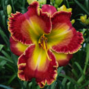 Red Matter Daylily