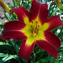 Red Sally Daylily