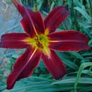 Rocket Jumper Daylily