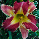 Rosy Spiketail Daylily