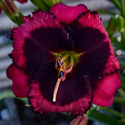 Spacecoast Beyond Bold Daylily