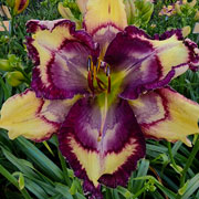 Spacecoast Crafty Chameleon Daylily