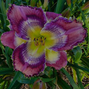 Spacecoast Launch Window Daylily