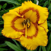 Spacecoast Little Flytrap Daylily