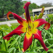ScarletStabber Daylily