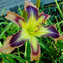 Searing Wind Daylily