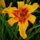 Sensual Sunset  Daylily