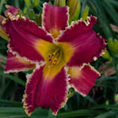 Serpent King Daylily