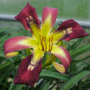 Skywarp Daylily