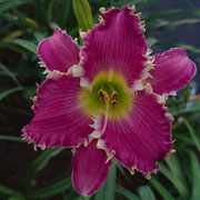 Slash Daylily