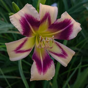  Heavenly Slipstream Daylily