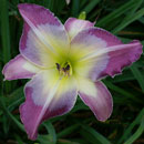 Smurfette Daylily