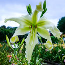 Snow Dragon Daylily