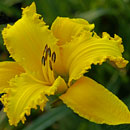 Solar Attack Daylily