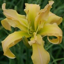 Solar Blast Daylily