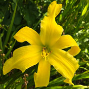 Solar Majesty Daylily