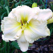 Spacecoast Big Frosty Daylily