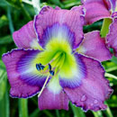 Spacecoast Blue Eyed Majesty Daylily