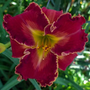 Spacecoast Crimson Icon Daylily