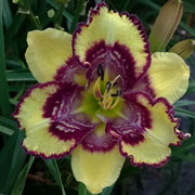 Spacecoast Eye of Power Daylily