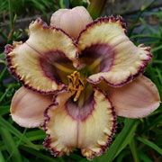 Spacecoast Forbidden Friends Daylily