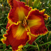 Spacecoast High Octane Daylily